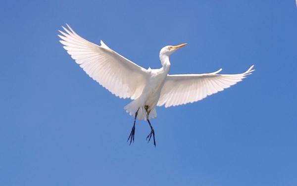 cattle egret bird sky