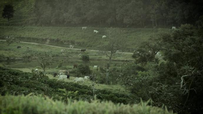 cattle on green farm land
