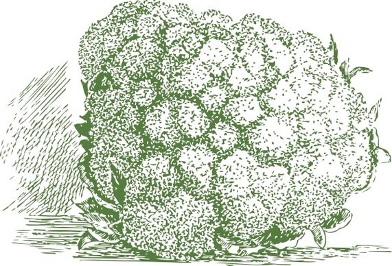 Cauliflower Plant clip art