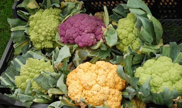 cauliflower vegetables colorful