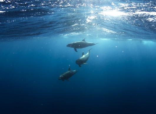 cetacean daytime diving dolphin exploration fish