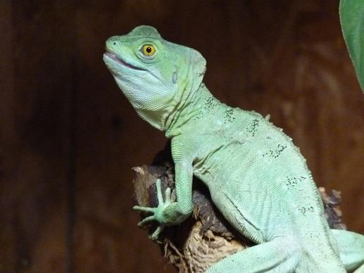 chameleon chamaeleonidae reptile