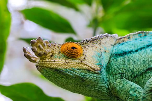 chameleon picture bright face closeup 