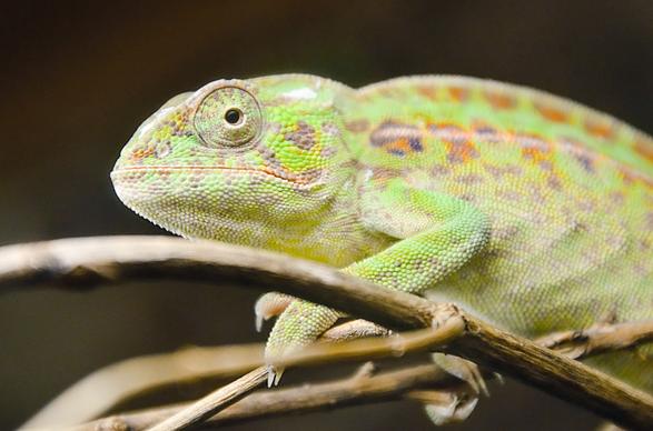 chameleon picture closeup bright 