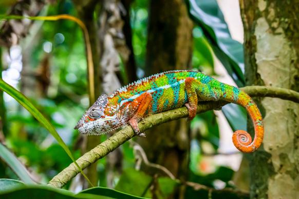 chameleon picture colorful camouflage