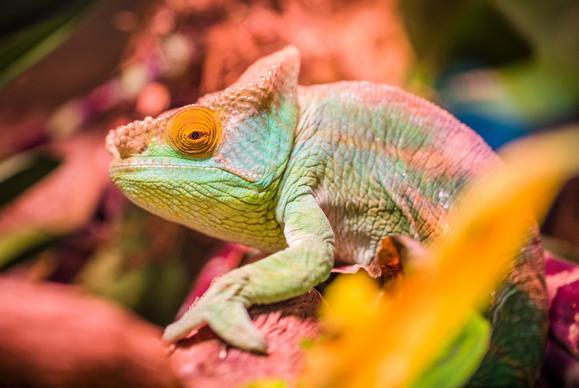 chameleon picture colors camouflage closeup 