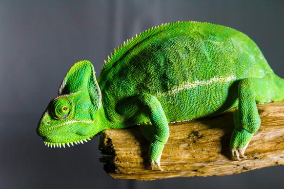 chameleon picture elegant modern 