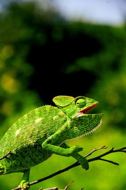 chameleon picture green bright  closeup 