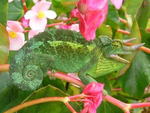 chameleon three-horned chameleon chamaeleo jacksonii