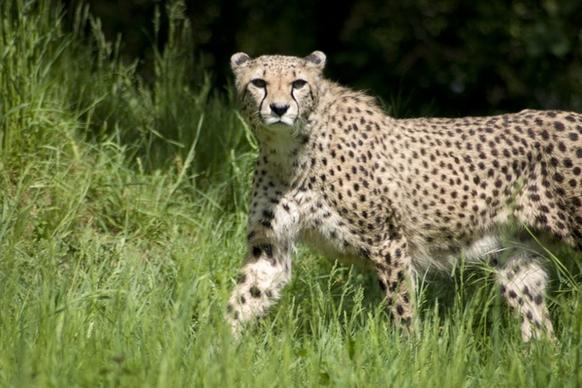 cheetah predator cat