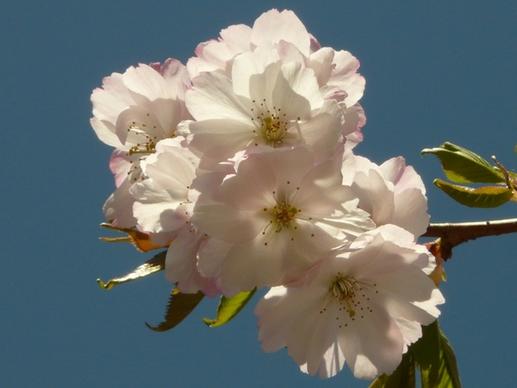 cherry blossom flower tree