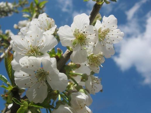 cherry blossom flower white