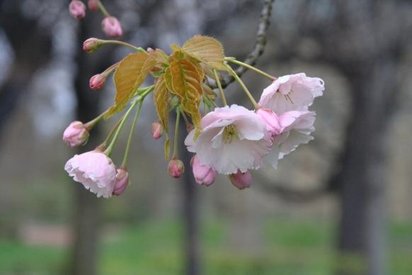 cherry blossom flowers pink
