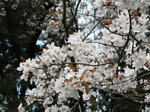 cherry cherry tree cherry blossom