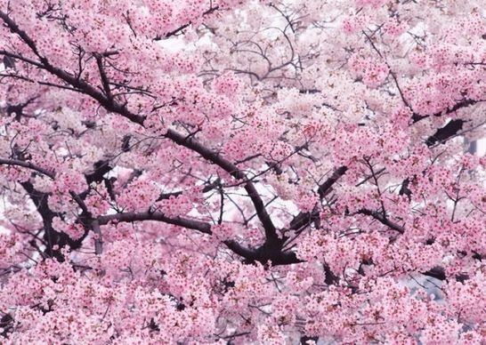 cherry trees in highdefinition images