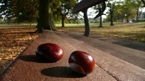 chestnuts on the bench