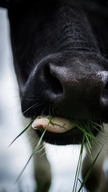 chewing cow close up