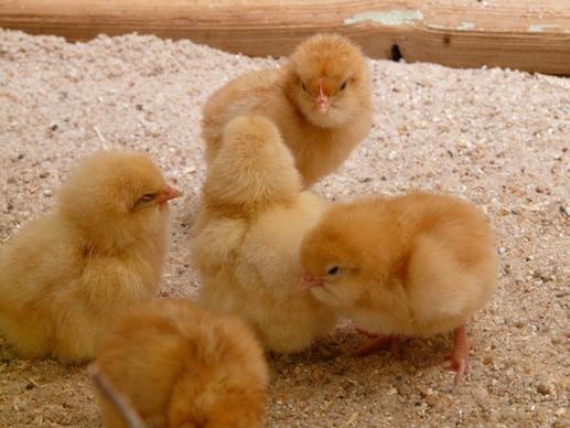 chick fowls hatched