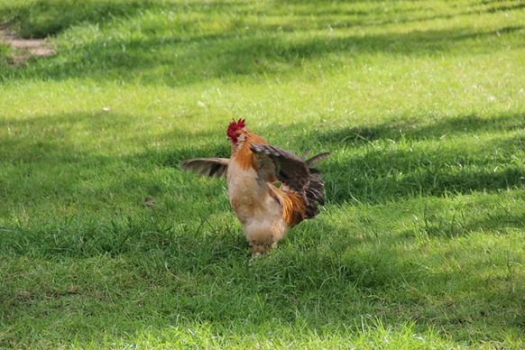 chicken flapping wings in grass field