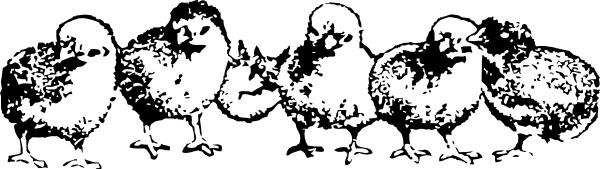 Chicks clip art