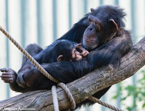 chimpanzee mother and child