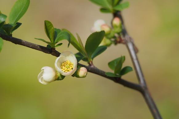chinese quince chaenomeles speciosa