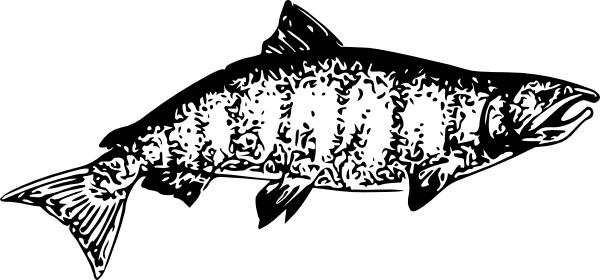 Chinook Salmon clip art