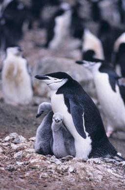 chinstrap penguin penguins mother