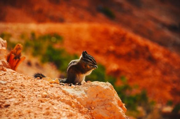 cute tiny squirrel in nature