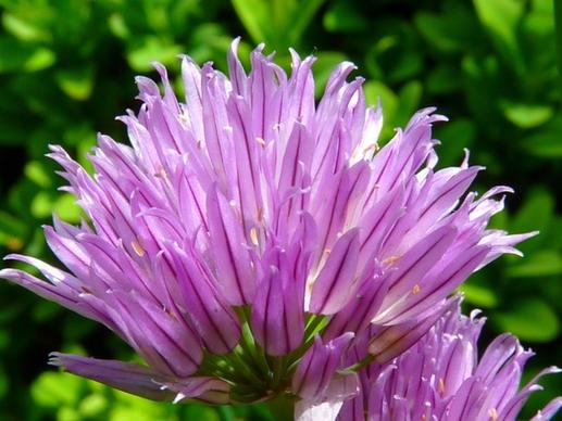 chives flower herb limited