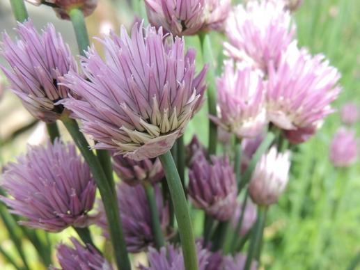 chives flower plant