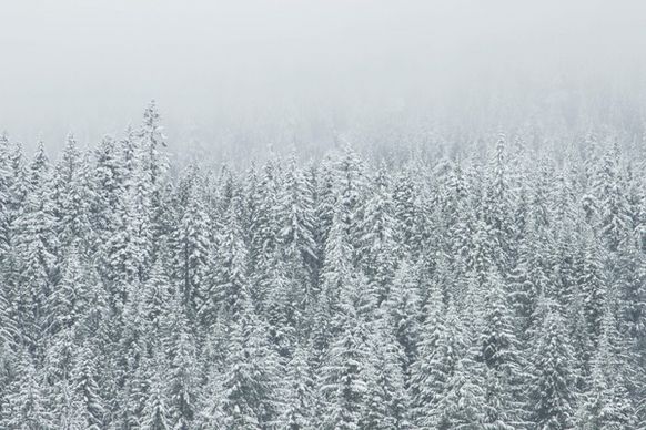 christmas cold fir fog forest freeze frost frozen