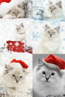 christmas hats and cats highdefinition picture