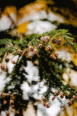 christmas tree decoration picture closeup pine cone tree