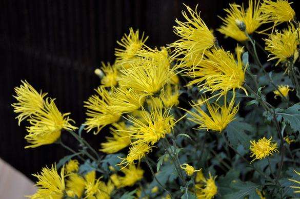 chrysanthemumgion