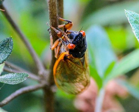 cicada insect hemiptera