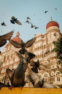 city pigeon picture dynamic flying birds building scene