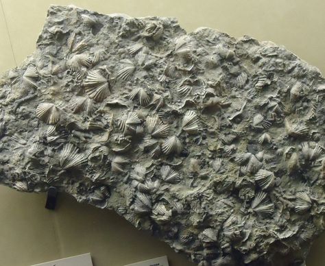 clam fossils