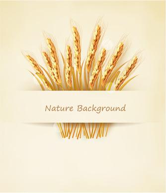 classic gold wheat background vector