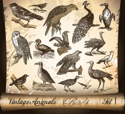 birds species icons collection classical handdrawn sketch