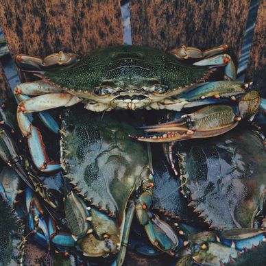 claw crab crustacean fine art fish food forest