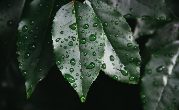 clean close closeup dew drop foliage garden leaf
