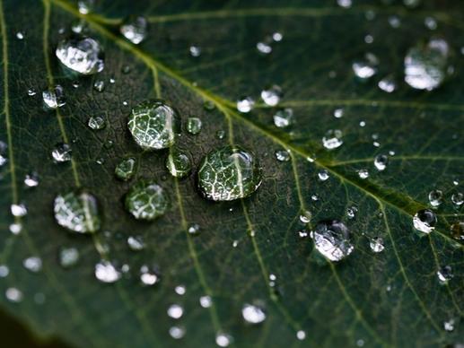 clear dew dewy drop droplet environment foliage