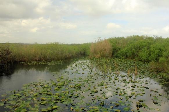 clear pond with lillies at everglades national park florida