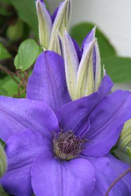 clematis flower purple