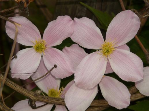 clematis plant flower