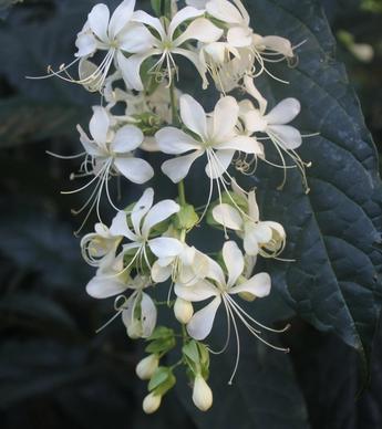 clerodendrum