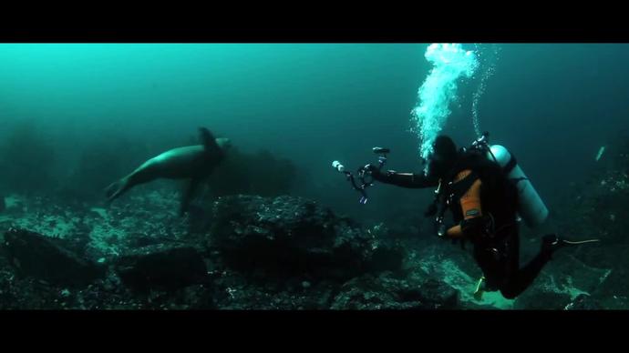 clip of diver exploring ocean life