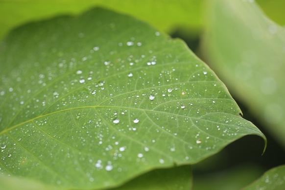 close closeup dew dof drop droplet foliage