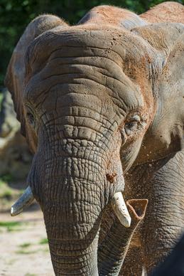 close elephant